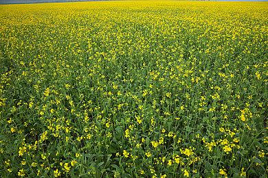 GTA模仿作《辛普森一家：横冲直撞》开发者也不知道为什么没有续作